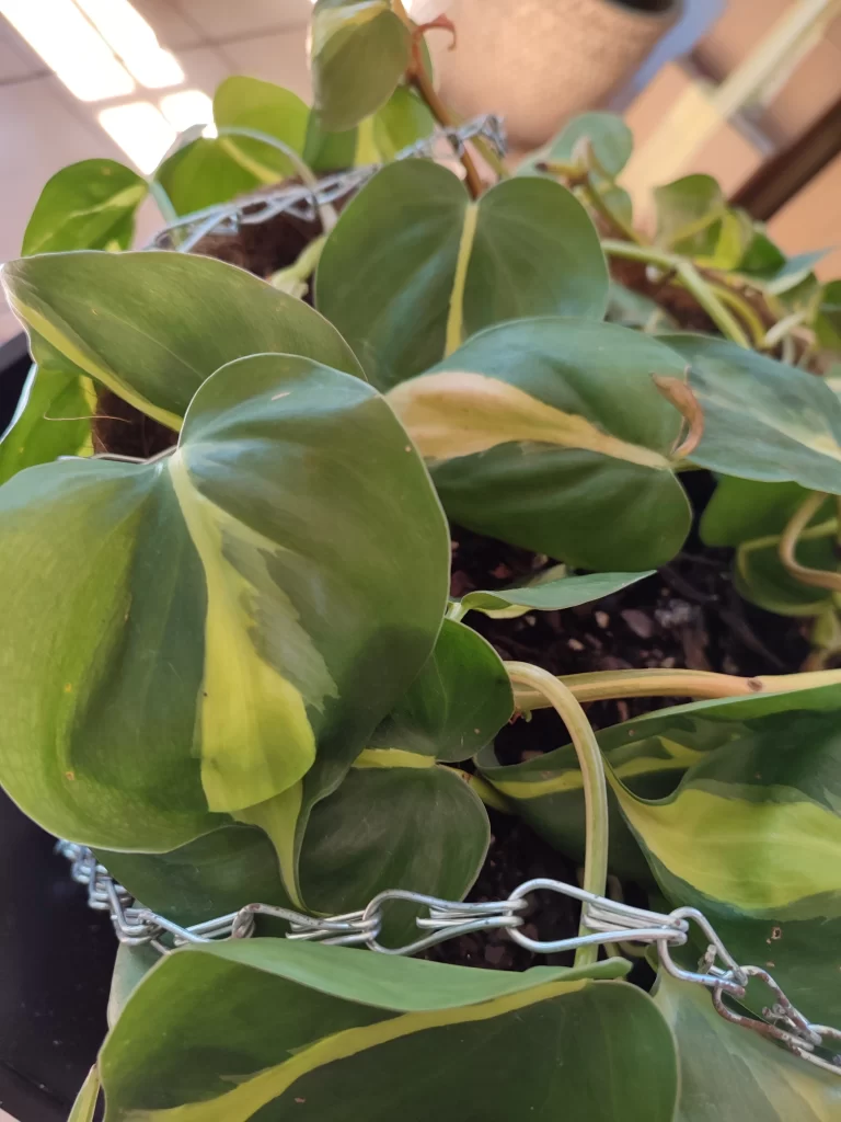 heartleaf philodendron 3