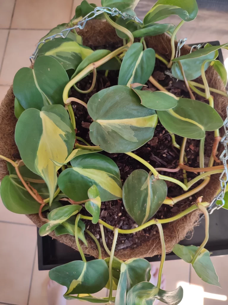 heartleaf philodendron 2